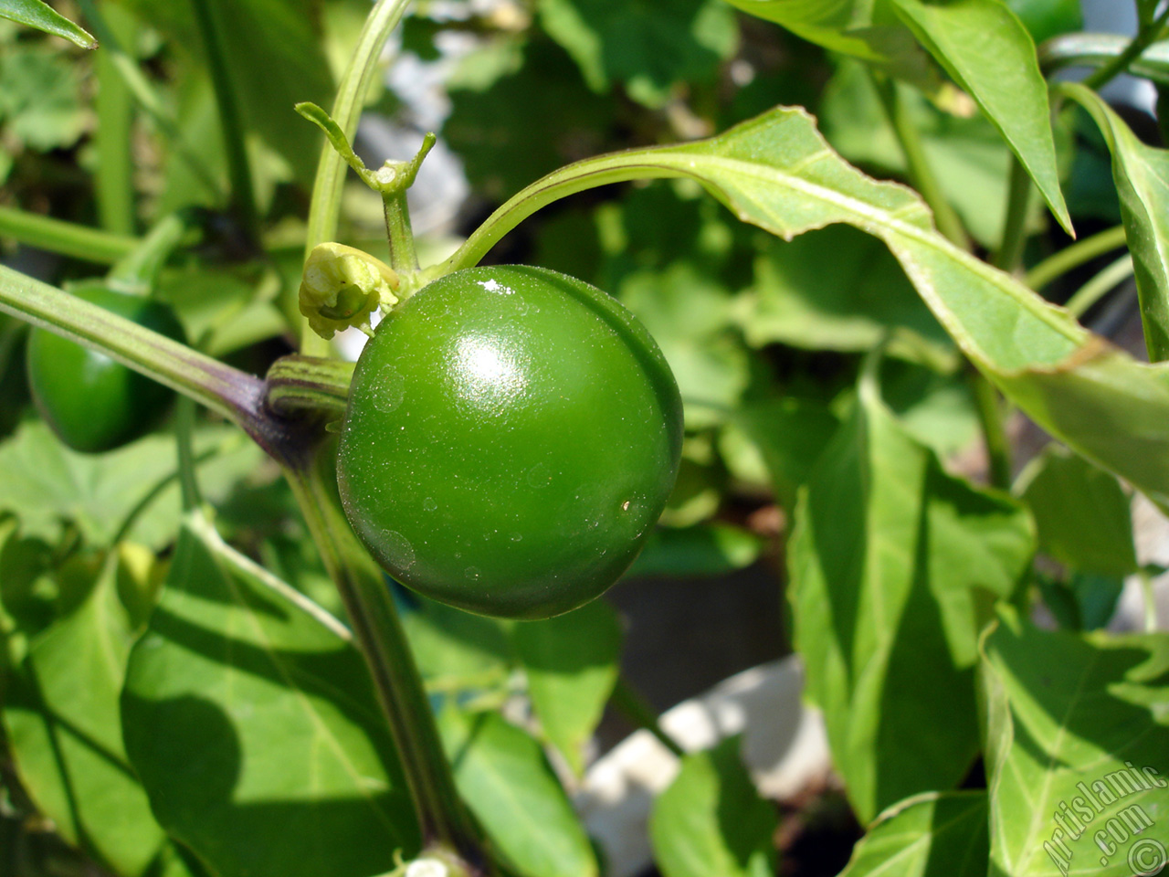 Sweet Pepper plant growed in the pot.
