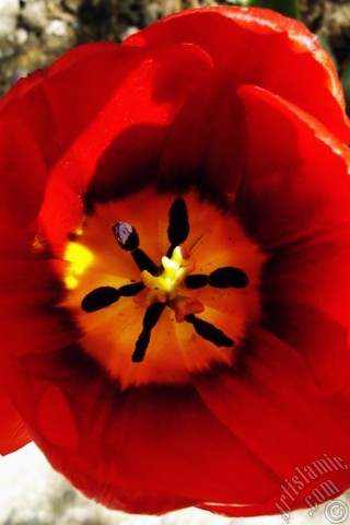 A mobile wallpaper and MMS picture for Apple iPhone 7s, 6s, 5s, 4s, Plus, iPods, iPads, New iPads, Samsung Galaxy S Series and Notes, Sony Ericsson Xperia, LG Mobile Phones, Tablets and Devices: Red Turkish-Ottoman Tulip photo.
