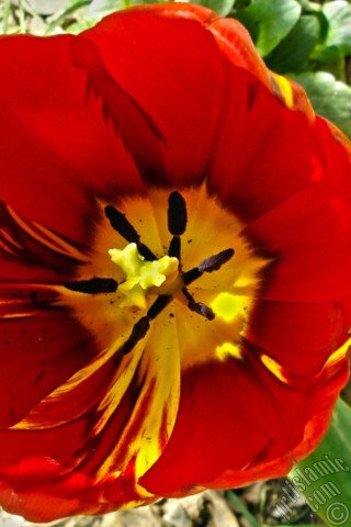 A mobile wallpaper and MMS picture for Apple iPhone 7s, 6s, 5s, 4s, Plus, iPods, iPads, New iPads, Samsung Galaxy S Series and Notes, Sony Ericsson Xperia, LG Mobile Phones, Tablets and Devices: Red-yellow color Turkish-Ottoman Tulip photo.
