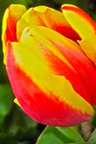 A mobile wallpaper and MMS picture for Apple iPhone 7s, 6s, 5s, 4s, Plus, iPods, iPads, New iPads, Samsung Galaxy S Series and Notes, Sony Ericsson Xperia, LG Mobile Phones, Tablets and Devices: Red-yellow color Turkish-Ottoman Tulip photo.
