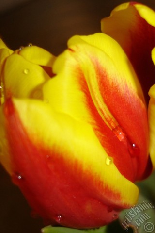 A mobile wallpaper and MMS picture for Apple iPhone 7s, 6s, 5s, 4s, Plus, iPods, iPads, New iPads, Samsung Galaxy S Series and Notes, Sony Ericsson Xperia, LG Mobile Phones, Tablets and Devices: Red-yellow color Turkish-Ottoman Tulip photo.
