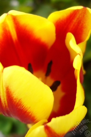 A mobile wallpaper and MMS picture for Apple iPhone 7s, 6s, 5s, 4s, Plus, iPods, iPads, New iPads, Samsung Galaxy S Series and Notes, Sony Ericsson Xperia, LG Mobile Phones, Tablets and Devices: Red-yellow color Turkish-Ottoman Tulip photo.
