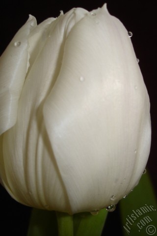 A mobile wallpaper and MMS picture for Apple iPhone 7s, 6s, 5s, 4s, Plus, iPods, iPads, New iPads, Samsung Galaxy S Series and Notes, Sony Ericsson Xperia, LG Mobile Phones, Tablets and Devices: White color Turkish-Ottoman Tulip photo.
