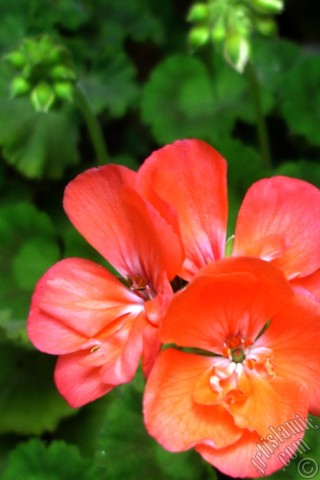 A mobile wallpaper and MMS picture for Apple iPhone 7s, 6s, 5s, 4s, Plus, iPods, iPads, New iPads, Samsung Galaxy S Series and Notes, Sony Ericsson Xperia, LG Mobile Phones, Tablets and Devices: Red Colored Pelargonia -Geranium- flower.
