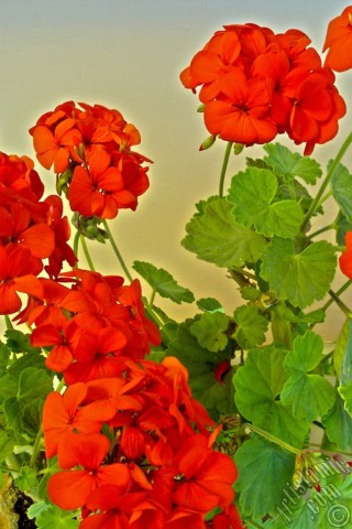 A mobile wallpaper and MMS picture for Apple iPhone 7s, 6s, 5s, 4s, Plus, iPods, iPads, New iPads, Samsung Galaxy S Series and Notes, Sony Ericsson Xperia, LG Mobile Phones, Tablets and Devices: Red Colored Pelargonia -Geranium- flower.
