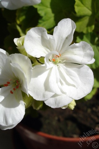 A mobile wallpaper and MMS picture for Apple iPhone 7s, 6s, 5s, 4s, Plus, iPods, iPads, New iPads, Samsung Galaxy S Series and Notes, Sony Ericsson Xperia, LG Mobile Phones, Tablets and Devices: White color Pelargonia -Geranium- flower.
