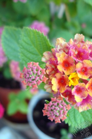 A mobile wallpaper and MMS picture for Apple iPhone 7s, 6s, 5s, 4s, Plus, iPods, iPads, New iPads, Samsung Galaxy S Series and Notes, Sony Ericsson Xperia, LG Mobile Phones, Tablets and Devices: Lantana camara -bush lantana- flower.
