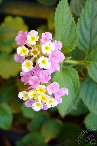 A mobile wallpaper and MMS picture for Apple iPhone 7s, 6s, 5s, 4s, Plus, iPods, iPads, New iPads, Samsung Galaxy S Series and Notes, Sony Ericsson Xperia, LG Mobile Phones, Tablets and Devices: Lantana camara -bush lantana- flower.
