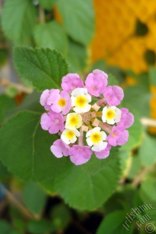 A mobile wallpaper and MMS picture for Apple iPhone 7s, 6s, 5s, 4s, Plus, iPods, iPads, New iPads, Samsung Galaxy S Series and Notes, Sony Ericsson Xperia, LG Mobile Phones, Tablets and Devices: Lantana camara -bush lantana- flower.
