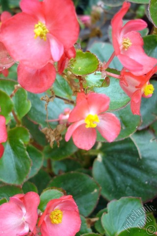 A mobile wallpaper and MMS picture for Apple iPhone 7s, 6s, 5s, 4s, Plus, iPods, iPads, New iPads, Samsung Galaxy S Series and Notes, Sony Ericsson Xperia, LG Mobile Phones, Tablets and Devices: Wax Begonia -Bedding Begonia- with red flowers and green leaves.
